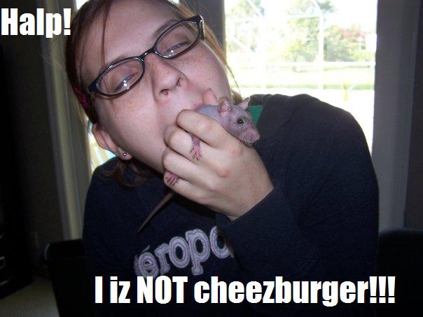 NOT cheezburger